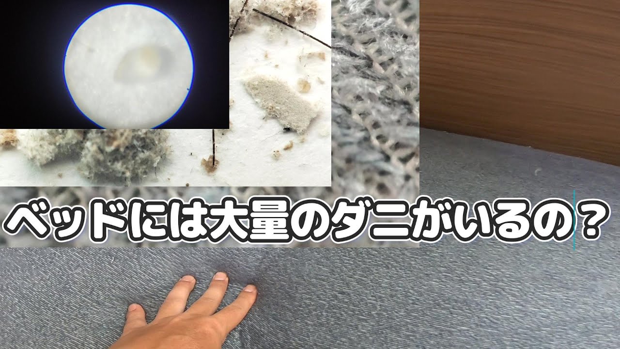 ベッドにダニっているの?自力で調べてみた! - YouTube