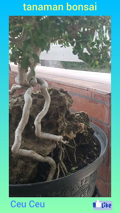tanaman bonsai