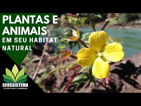 Vídeo: Qual é O Significado Das Plantas Na Natureza