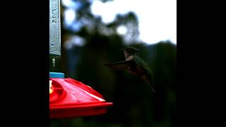 Female calliope hummingbird landing and feeding