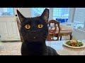 “Daily vlog 20”! #love #cute #cuteanimal #cat #pets ##reptiles #nature #2026 #dailyvlog 