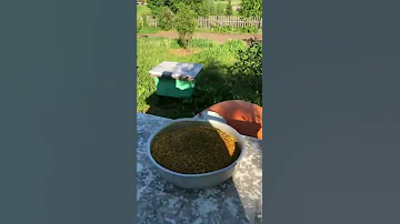 Как определить какого года цветочная пыльца