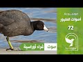 صوت غراء اوراسية صوت الغر Eurasian Coot Sound 