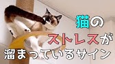 自分のしっぽを追いかける猫 Youtube 自分のしっぽを追いかける猫 Youtube