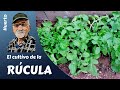 𝗥𝗨𝗖𝗨𝗟𝗔: El cultivo de la Rúcula - Guía completa