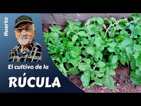 Vídeo: Producció de llavors de remolatxa - Informació sobre el cultiu de llavors de remolatxa