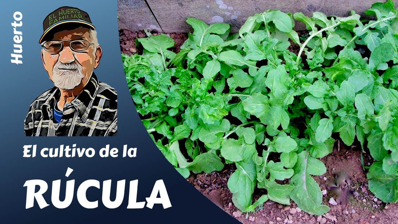 𝗥𝗨𝗖𝗨𝗟𝗔: El cultivo de la Rúcula - Guía completa