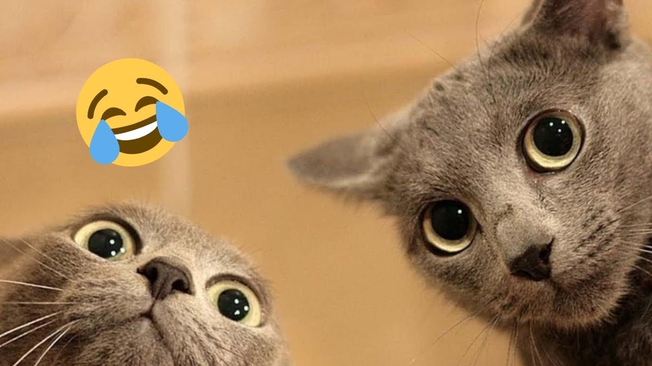 Videos de gatinhos fofinhos da internet 2026🐈🐱