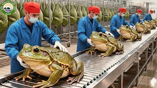 Download Lagu Een kijkje in een gigantische kikkervleesfabriek | Hoe miljoenen kikkers worden gefokt en verwerk... MP3