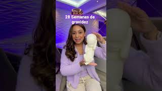 28 Semanas De Gravidez Tamanho Real