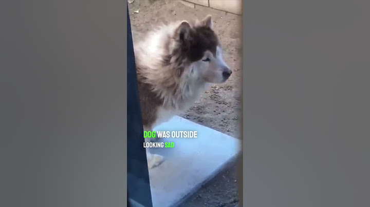 This dog knew their best friend had passed away 💔