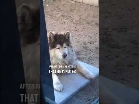 Videó: Miután a Feline legjobb barátja elhagyta a helyét, ezt a nagy kutyát a pint-méretű mozdulatok mentették