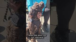 How To Induce Vomiting With Your Dog (Safely & Quickly)