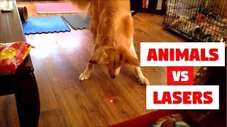 ANIMALS vs LASERS Compilation!