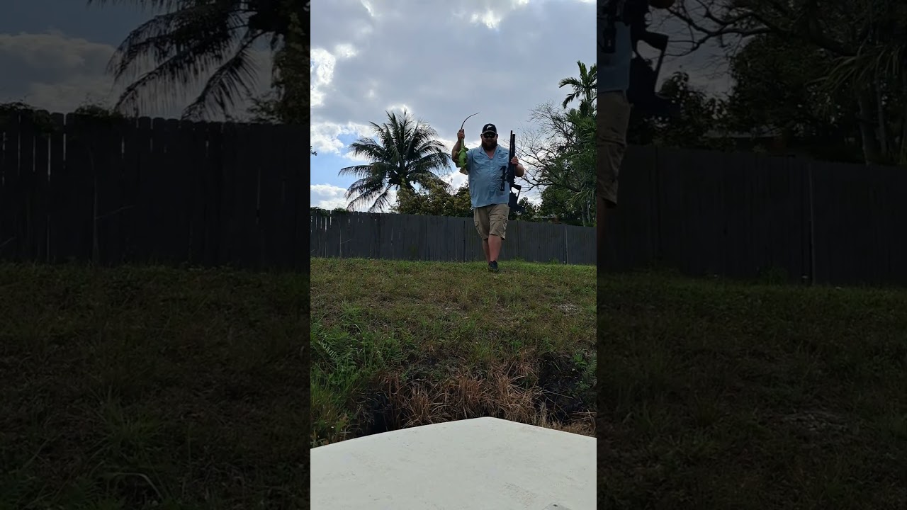 Airguns vs invasive iguanas!!!! 