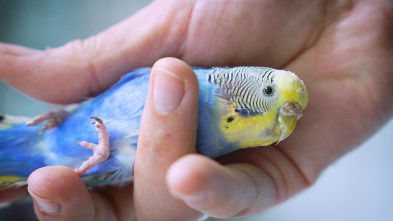 Separated Budgies Reunited with This Sound 💔✨