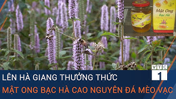 Lên Hà Giang thưởng thức mật ong bạc hà cao nguyên đá Mèo Vạc | VTC1