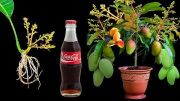 SPECIAL TECHNIQUE for propagating MANGO leaves with quick stimulating coca~cola