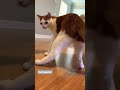 Gato Dançando Aprendar A Dançar Com Esse Gatinho Shorts Gato Dançando Aprendar A Dançar Com Esse Gatinho Shorts