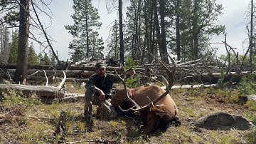 Wyoming bull elk I arrowed today