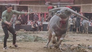 Detik-Detik Kerbau Panjang Tanduknya Di Tumbangkan.