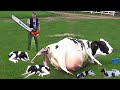 Modern Cow Dairy Farming - Cow Milking Technology Machine - Smart Dairy Farm.