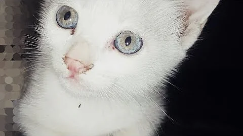 Video 10984331: scottish fold british shorthair, cat scottish fold british, coon cat scottish fold, bengal cat british shorthair, scottish fold sphynx, maine coon british shorthair, bengal abyssinian cat, bengal cat chasing, cat meowing sound kitten, cats kittens meowing cute