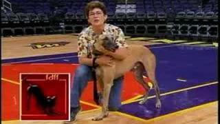 Top Dog Eileen Proctor: Animal Advocate & Spokesperson