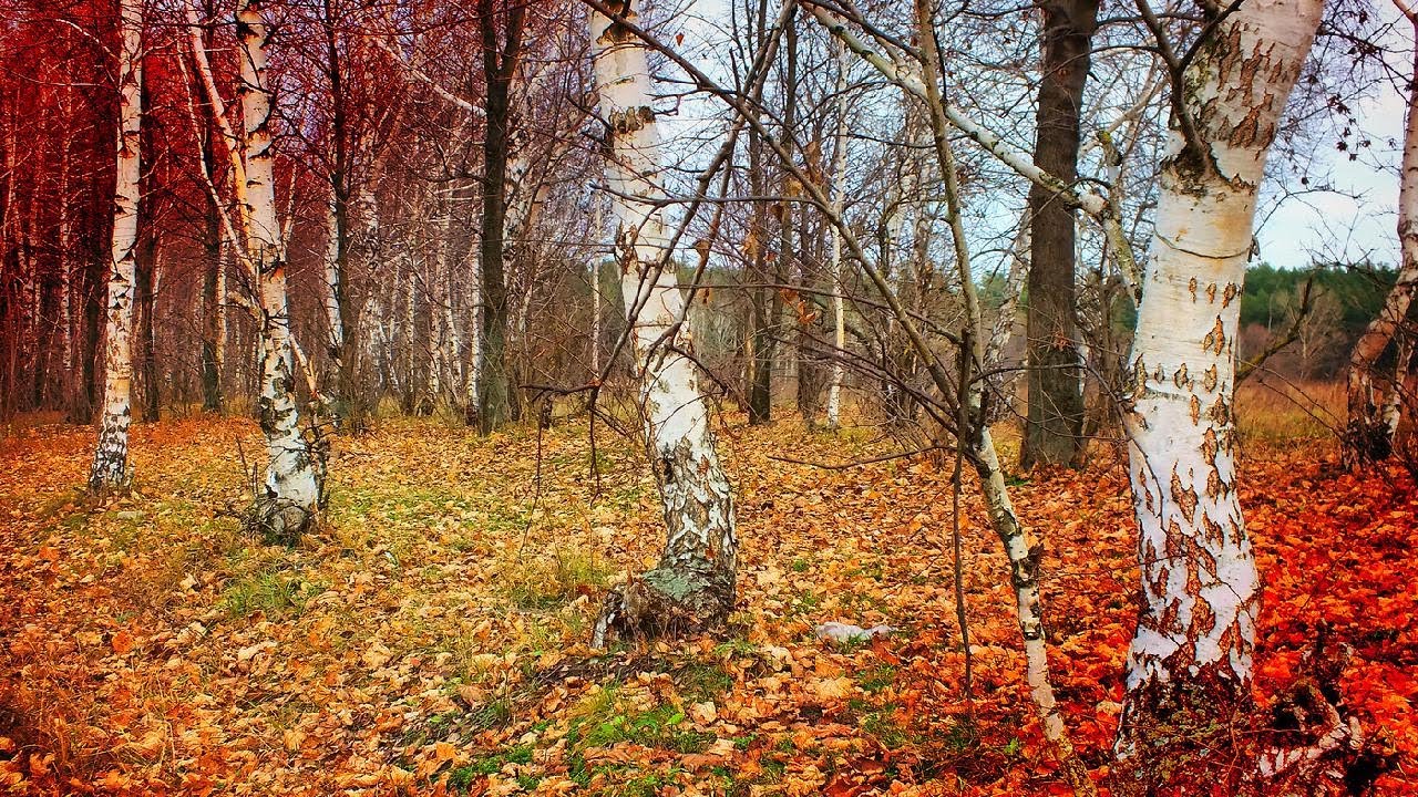 Березовая грусть грачева