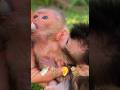 Baby Monkey Drinks Milk While Another Suckles Its Ear 🍼🐒