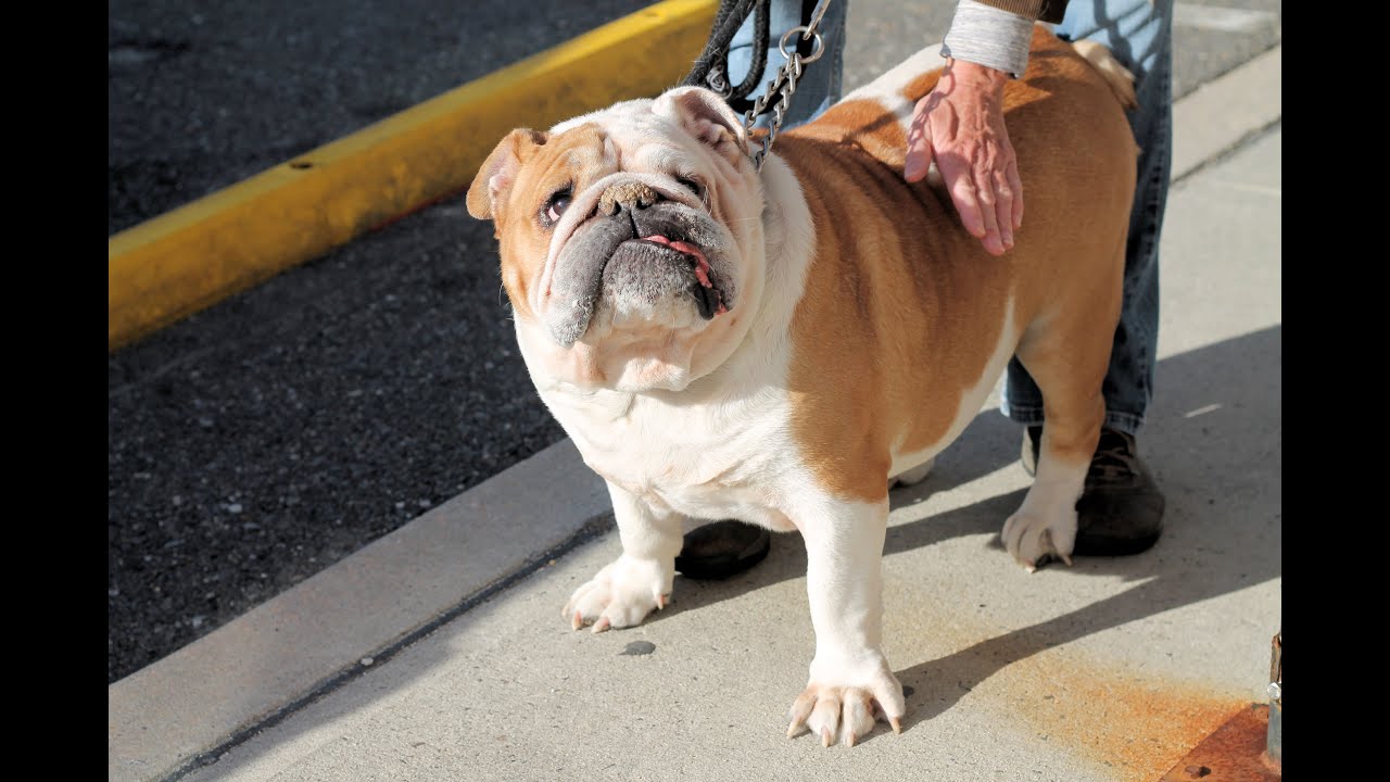 Diesel An Adorable 8 Year Old English Bulldog For 501 C 3 Rescue In Manahawkin Nj Youtube