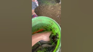 Cậu bé mũ vàng bán cá con cua con tôm con ốc cá koi cá vàng