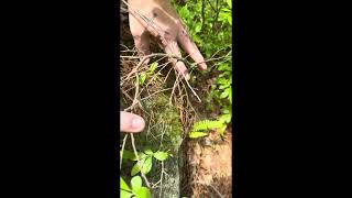 Wild low bush blueberries (vaccinium angustofolium)