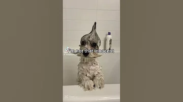 I M Not That Innocent Dog Dance Reels Funny Edit 