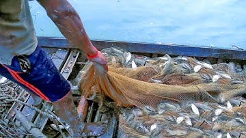net fishing – fish hunter catching a lot of fish by fishing tools – net fishing video