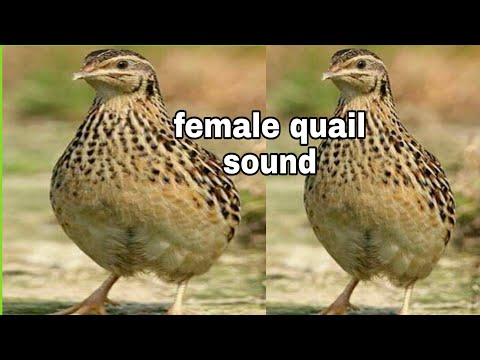 female quail sound // 2021// new female batair sound ||Sardar sajjad khan official