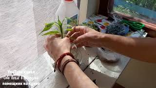 СУККУЛЕНТЫ РОКАРИЙ ИЗ НЕНУЖНЫХ ВЕЩЕЙ