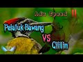 PELATUK BAWANG VS CILILIN || Sangat Cocok Untuk Masteran Burung Anda‼️‼️