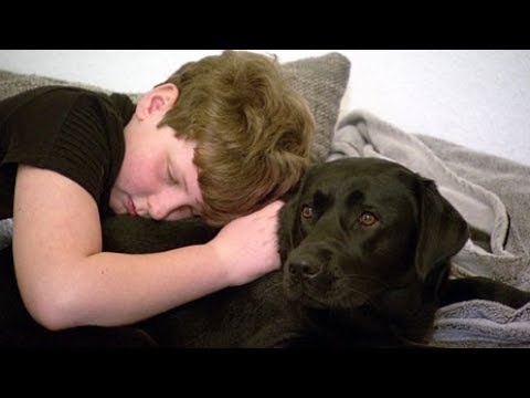 Video: Diagnose Und Management Von Hunde-Autismus