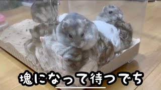 【ジャンガリアン】ハムスターのお部屋の掃除と回し車のメンテナンス