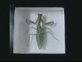 How to Pin and Frame an Insect for collection