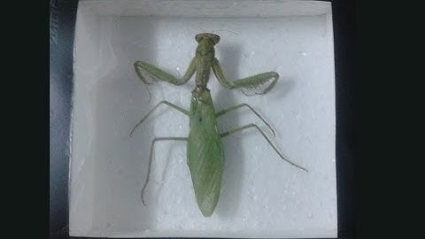 How to Pin and Frame an Insect for collection