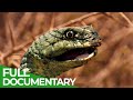 Monkeys &amp; Snakes - In the Wilderness of Morocco | Free Documentary Nature