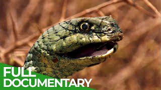 Monkeys &amp; Snakes - In the Wilderness of Morocco | Free Documentary Nature