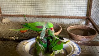 Alexandrine Raw Parrots Baby Feeding | Baby Feeding Parrot 2024 | Talking Parrot How to Feeding