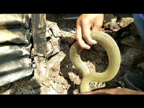 camera iphone 8 plus apk गवत्या साप