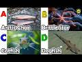 Cute ocean animals | ABC phonics animals | ABC Sea Animals song | English and Animals for Kids