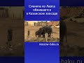 Слонята из Лаоса обживаются в Казанском зоосаде