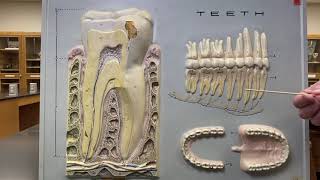 2402 Lab GI 5 Teeth