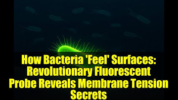How Bacteria 
